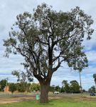 Ironbark - Silver-leaved : Eucalyptus melanophloia