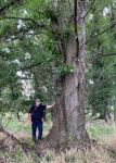 Poplar - Black Cottonwood : Populus balsamifera