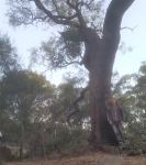 Scaly Bark  : Eucalyptus squamosa