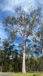 Gum - Lemon Scented "variegata"  "Big Mary" : Corymbia citriodora subsp. variegata