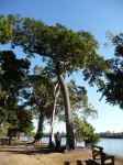 Burdekin Plum : Pleiogynium timorense