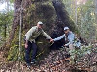 Blackbutt : Eucalyptus pilularis