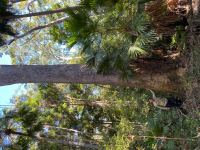 Bloodwood - Pink : Corymbia intermedia