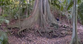 Fig - Moreton Bay : Ficus macrophylla