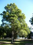 Quandong - Hard : Elaeocarpus obovatus