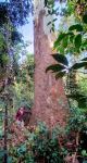 Gum - Flooded : Eucalyptus grandis