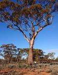 Gum - Salmon : Eucalyptus salmonophloia