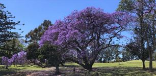 Jacaranda : Jacaranda mimosifolia