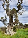 Paper Bark - Swamp : Melaleuca rhaphiophylla