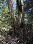 Gum - Camden White, Nepean River Gum : Eucalyptus benthamii