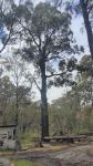 Ironbark - Mugga, Red : Eucalyptus sideroxylon