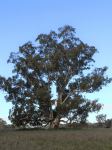 Gum - Blakely's Red : Eucalyptus blakelyi