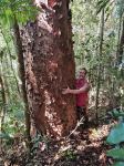 Kauri - Purple : Agathis atropurpurea