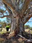 Gum - Sugar : Eucalyptus cladocalyx