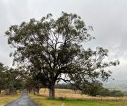 Box - White : Eucalyptus albens