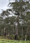 Gum - Snow : Eucalyptus pauciflora