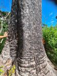 Stringybark - Red : Eucalytus macrorhyncha