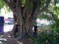 Fig - Weeping : Ficus benjamina