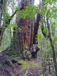 King Billy Pine "Uncle Bill" : Athrotaxis selaginoides