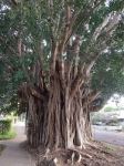 Fig - Benjamin : Ficus benjamina