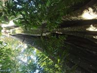 Fig - Moreton Bay : Ficus macrophylla