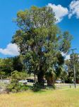 Pine - Black Cypress : Callitris endilicheri