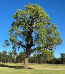 Apple - Rough-barked : Angophora floribunda