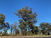 Ironbark - Narrow-leaved Red : Eucalytus crebra