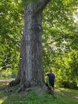 Poplar - Cottonwood : Populus deltoides