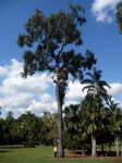 Ironbark - Broad-leaved Red : Eucalyptus fibrosa 