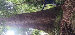 Bloodwood pink : Corymbia intermedia