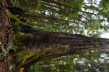 Gum - Giant White "Rubicon" : Eucalyptus nobilis