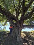 Lilly pilly - creek satinash : Syzygium australe