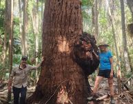 Mahogany - Swamp : Eucalyptus robusta