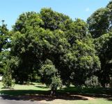 Lilly Pilly - Small-leaved, Riberry : Syzygium luehmannii