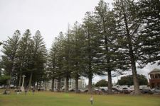 Pine - Norfolk Island : Araucaria heterophylla