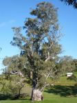 Gum - River Red : Eucalyptus camaldulensis