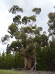 Gum - Sugar : Eucalyptus cladocalyx