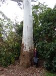 Gum - Flooded : Eucalyptus grandis