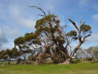 Mallee - Box : Eucalyptus porosa