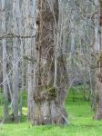 Poplar - Lombardy : Populus nigra 'Italica'