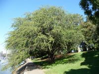 Mesquite : Prosopis pallida