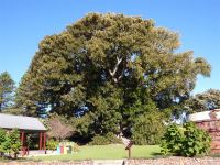 Fig - Moreton Bay : Ficus macrophylla