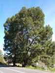 Pine - Aleppo : Pinus halepensis