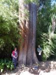 Cypress - Montezuma, Swamp : Taxodium mucronatum