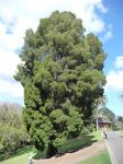 Pine - White Cypress : Callitris columellaris