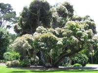 Snow in Summer : Melaleuca linariifolia