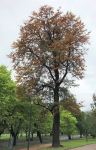 Silky Oak : Grevillea robusta
