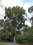 Pine - Kauri : Agathis robusta