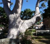 Gum - Lemon Scented : Corymbia citriodora 